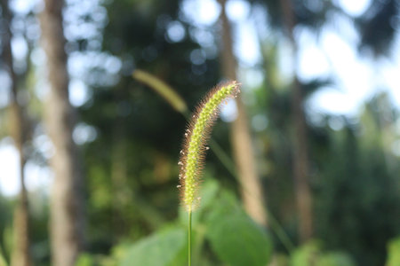 Close up shot of wild grass shrubs in the forest of kerala