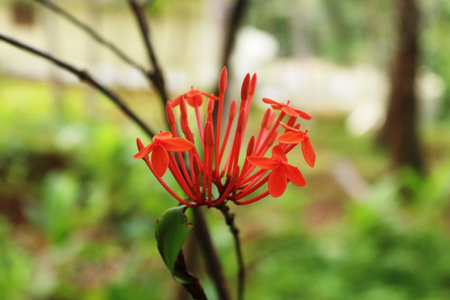 Ashoka/ Saraca indica is a medicinal plant in the gardenの写真素材
