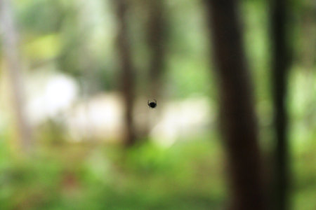 A small spider on a green blur backgroundの写真素材