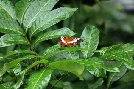 A beautiful butterfly on a green leaf of a treeの写真素材