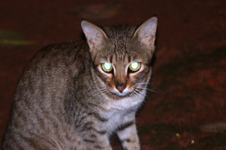 A closeup shot of a cat with shining eyesの写真素材