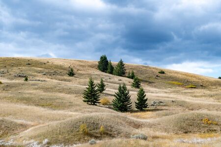 Calm and dry pasture grazing lands in rural British Columbia, Canada, near Kamloops. Vast hilly landscape, interesting relief, dry grass, hay, pine trees, blue skyの写真素材