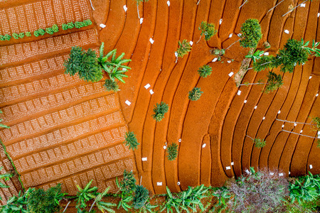Aerial Top View of Vegetables Plantation Terracesの写真素材