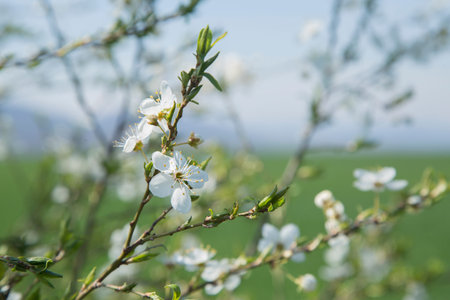 Spring, flowering tree.