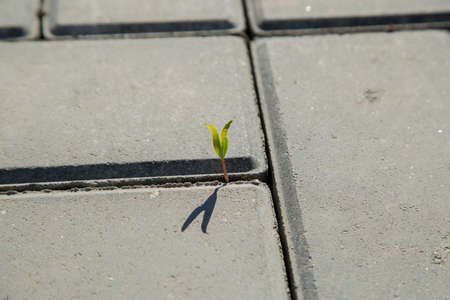 The plant grows through concreteの写真素材