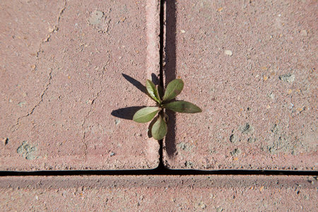 The plant grows through concrete