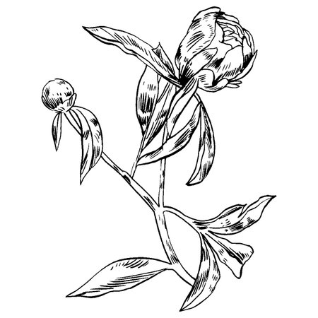 Hand-drawing peonies. Decorative background for cards, invitations. Template greeting card. Ink. Brush drawn - rough, artistic edges.のイラスト素材