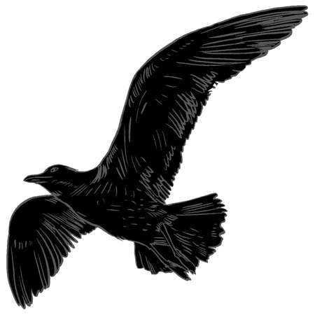Gull flight bird and seabird gull. Sea gull, isolated on white background. Herring Gull for your journal article or encyclopedia. Hand-drawn, handpickedのイラスト素材