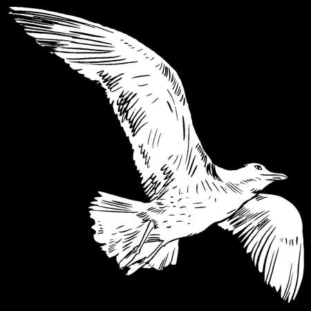 Gull flight bird and seabird gull. Sea gull, isolated on white background. Herring Gull for your journal article or encyclopedia. Hand-drawn, handpickedのイラスト素材