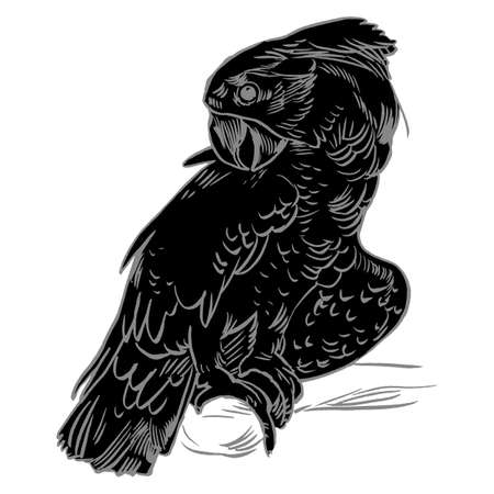 Parrot set isolated hand drawn vector llustration realistic sketchのイラスト素材