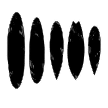 Set of surfboard silhouettes in scale, hand-drawn and handpickedのイラスト素材