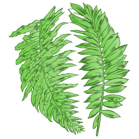 Exotic flowers set. Botanical vector vintage illustration. Design elements.のイラスト素材