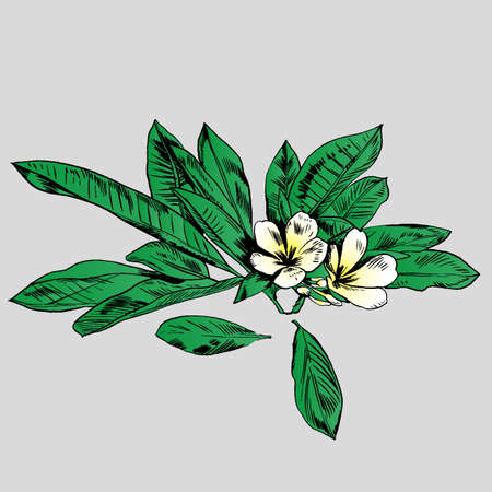 Exotic flowers set. Botanical vector vintage illustration. Design elements.のイラスト素材