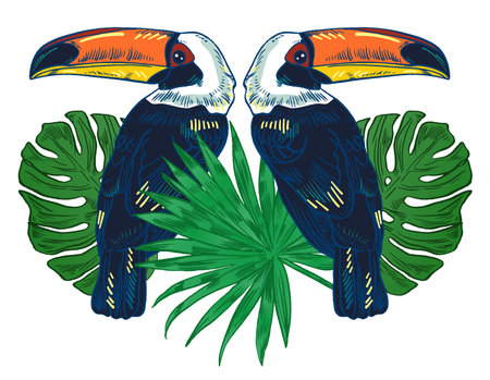 illustration of a Toucan, handpicked and hand-drawn bird.のイラスト素材