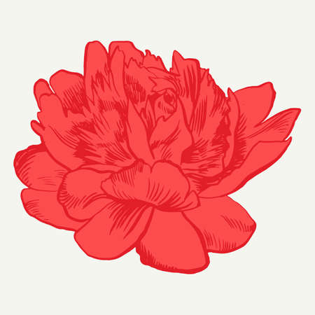 Hand-drawing peonies. Vector graphic flowers. Decorative background for cards, invitations. Template greeting card. Ink. Brush drawn - rough, artistic edges.のイラスト素材