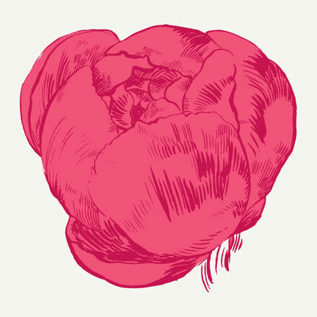 Hand-drawing peonies. Vector graphic flowers. Decorative background for cards, invitations. Template greeting card. Ink. Brush drawn - rough, artistic edges.のイラスト素材