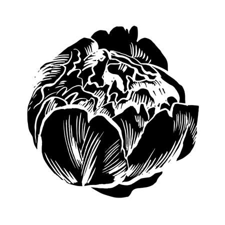 Hand-drawing peonies. Vector graphic flowers. Decorative background for cards, invitations. Template greeting card. Ink. Brush drawn - rough, artistic edges.のイラスト素材
