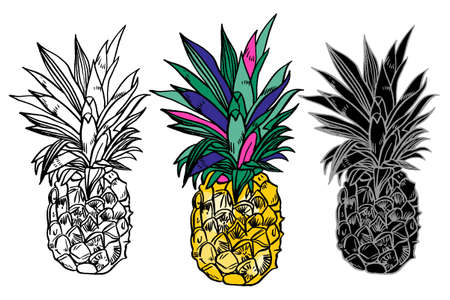 Pineapple tropical fruit. Vector object. Health symbolのイラスト素材