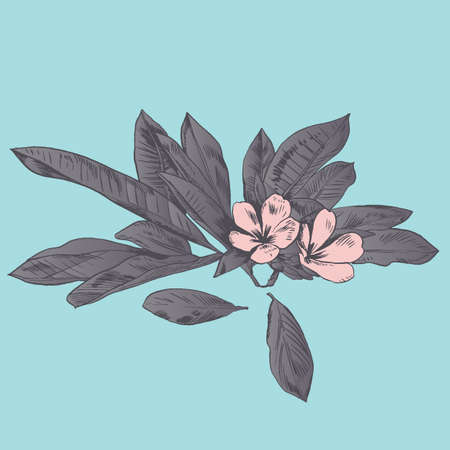 Exotic flowers set. Botanical vector vintage illustration.のイラスト素材