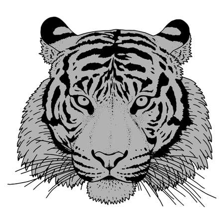 Tiger hand-dreawn Head Illustration Vectorのイラスト素材