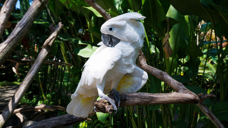 Pretty parrot is staring, Bali, Summerの写真素材