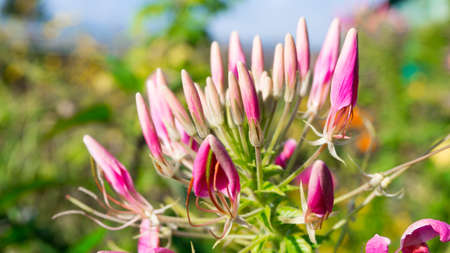 gardens near French castle, flowersの写真素材