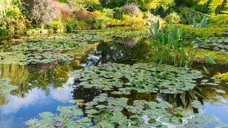 summer lake with water-lily flowers on blue waterの写真素材