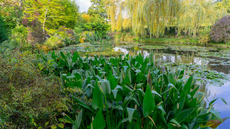 summer lake with water-lily flowers on blue waterの写真素材