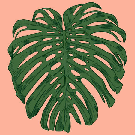 Vector illustration with tropical monstera leaves in jungleのイラスト素材