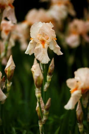 different varieties of irisesの写真素材