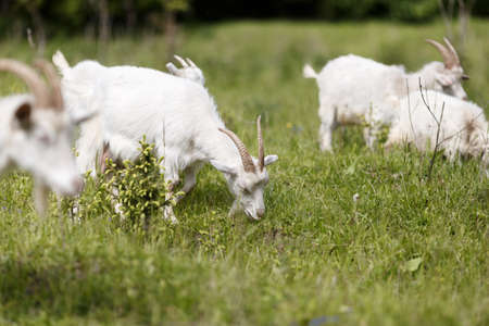 goats on the grassの写真素材