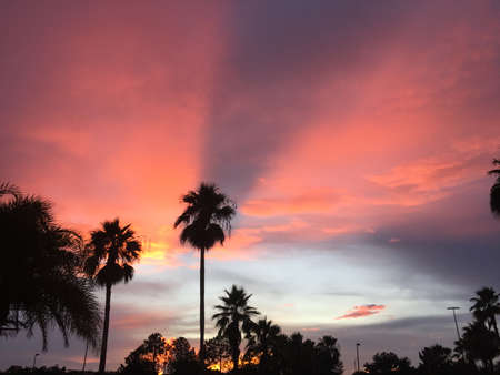 Palm in the backgroundの写真素材