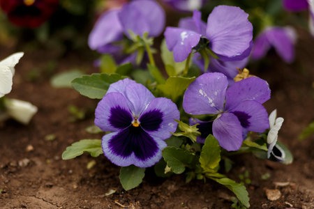 purple flowers - pansies in the flowerbed
