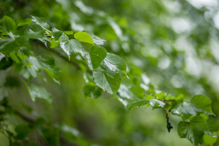 young green birch leaves after the rain with a blurred background. Nature wakes up
