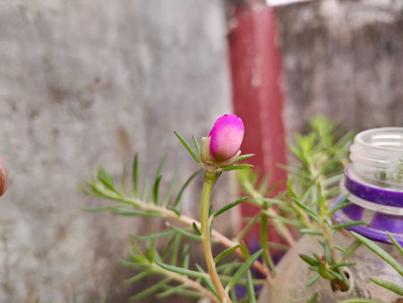 beautiful bud pink Portulaca grandifloras in bloom. called as Moss rose, Indian table, 9 o`clock flower, ten o`clock, sun rose. They bloom is summer and in abundant sunlight, bloom morning sun plant.の写真素材