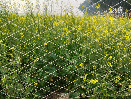 mustard plant, Indian agriculture land with rope fencing near roadの写真素材