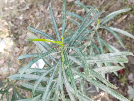 red kaner leaf with dust Nerium indicum indian Kaner plant in garden