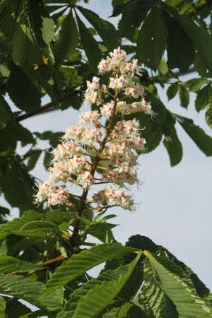 The pretty flowering blossoms of a Horse Chestnut Tree also known as "Conker Tree" in the Spring の写真素材