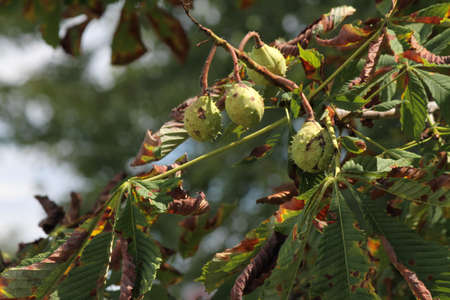 Chestnuts also known as Conkers still in its prickly shell growing on the tree.の写真素材