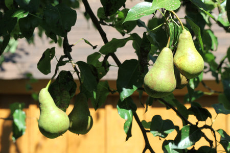 Green pears on a tree, almost ready for pickingの写真素材