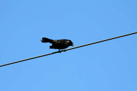 Common Grackle perched on a hydro wire against a blue sky の写真素材