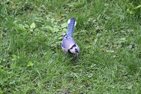 Blue Jay on the ground below a feeder searching for dropped seedsの写真素材