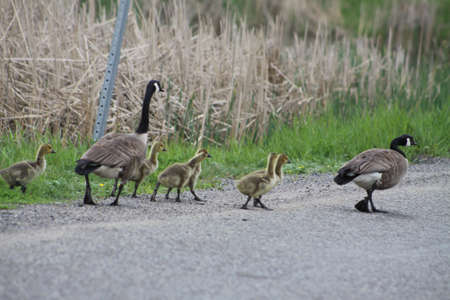 Canada Geese and Goslings walking on side of roadの写真素材