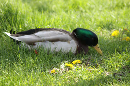 Mallard-Drake foraging in the deep grass in a city parkの写真素材