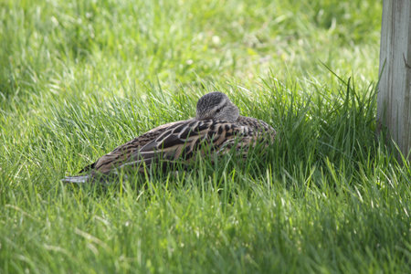 Mallard-Hen resting in the shade of a big tree in a city parkの写真素材