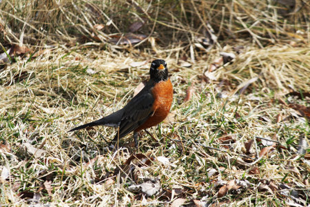 The American Robin  Turdus migratorius , is a migratory songbird of the thrush family  It is widely...