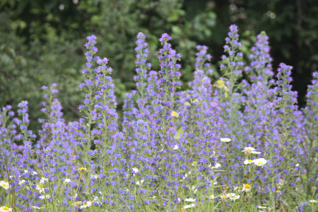 It is native to most of Europe, and western and central Asia  It is also common in North America の写真素材