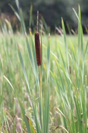  Catttail  Typha  are tall, stiff plant, growing almost ten feet tall  The flower has two parts; a brown cylinder  the female part , and a yellow spike  the male part  の写真素材