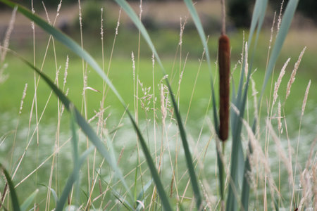  Catttail  Typha  are tall, stiff plant, growing almost ten feet tall  The flower has two parts; a...