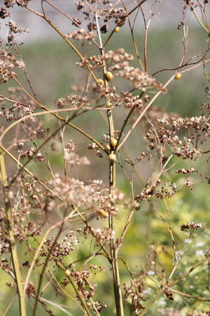 Dried up and gone to seed  Poison Hemlock  is a public health hazard  
